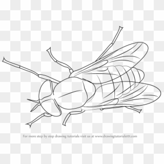 Black Horse Fly Transparent Png - Membrane-winged Insect, Png Download