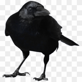 Crow Ready To Fly Png - Crow Transparent Background, Png Download