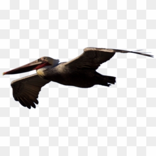 Netzephyr 376 117 Stock Brown Pelican Flying By Netzephyr - Pelican Png, Transparent Png