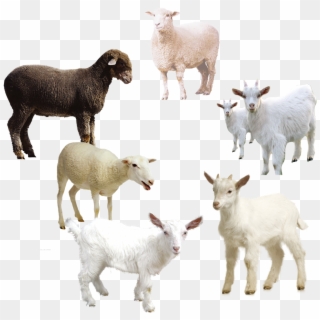 Sheep Free Png Image - Sheep Goats Icon, Transparent Png