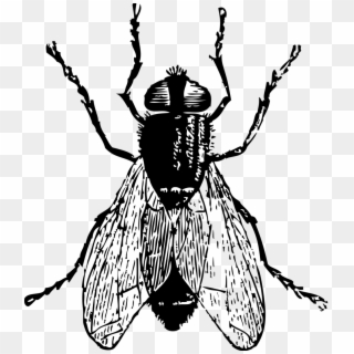 Medium Image - Fly Black And White, HD Png Download