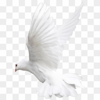 Pigeon Fly Png - White Bird Png For Editing, Transparent Png