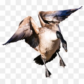 Animal, Goose, Poultry, Greylag Goose, Fly, Wing, Png - Aves De Capoeira Png, Transparent Png
