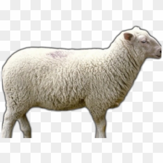 Sheep With Transparent Background, HD Png Download