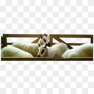 Kerryhill-sheep - Livestock, HD Png Download