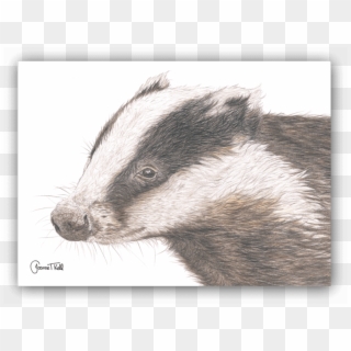 Badger Greeting Card - Striped Skunk, HD Png Download