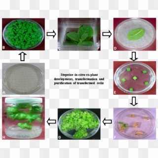 Stepwise In Vitro Ex Plant Development, Transformation, - Superfood, HD Png Download