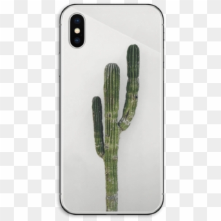 Cactus Mexicano - San Pedro Cactus, HD Png Download