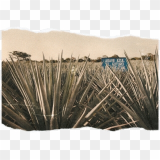 Mexico Is A Vast Country Where The Preparation Of A - Agave Azul, HD Png Download