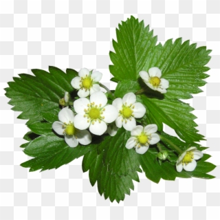 Strawberry Flowers Alpine Ground Cover Plant - Alpine Flower Png, Transparent Png