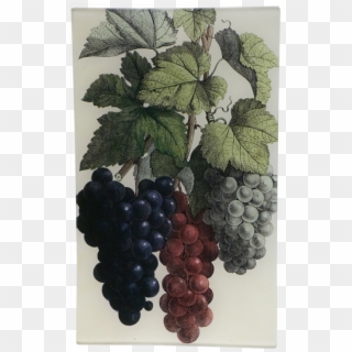 Dionysus Grape Vine, HD Png Download