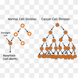 Hela Cells And Cancer Cells - Cancer Vs Normal Cell, HD Png Download