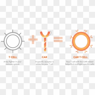 Cancer Immunotherapy And Car T Cell Therapy - Car T Cell Png, Transparent Png