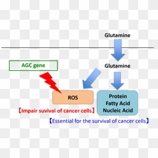 Glutamine Cause Cancer, HD Png Download