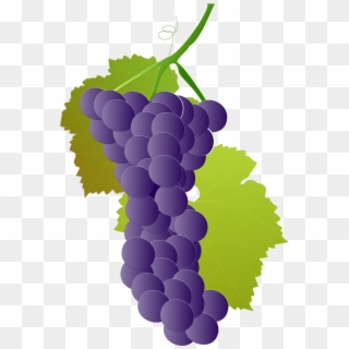 Grapevine Vector Grape Vine - Seedless Fruit, HD Png Download