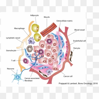 Schematic Of The Tumour Microenvironment - Tumor Microenvironment Diagram, HD Png Download