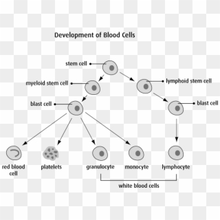 Diagram Of Development Of Blood Cells - Leukemia Diagram, HD Png Download