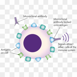Monoclonal Antibodies Locking On To The Antigens Of - Monoclonal Antibody Therapy, HD Png Download