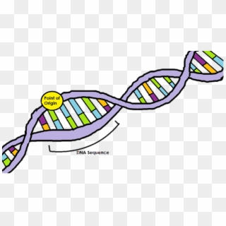 Dna Clipart Dna Replication - Dna Clipart, HD Png Download