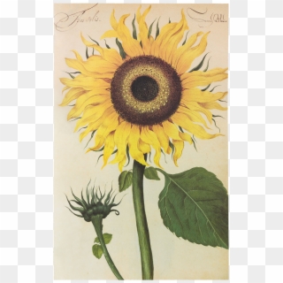 Picture Of Sunflower Flower Plates De Geest - Erbario Girasole, HD Png Download