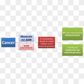 Existen Cientos De Canceres Diferentes Identificados - Conclusion Sobre El Cancer, HD Png Download