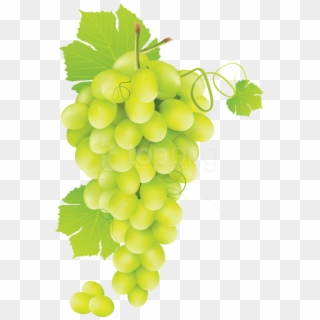 Free Png Download Green Grapes Clipart Png Photo Png - Green Grape Vine Png, Transparent Png