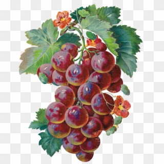 Grape Clipart Watercolor - Beautiful Grapes, HD Png Download