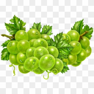 Grapes Clipart Fresh - Seedless Fruit, HD Png Download