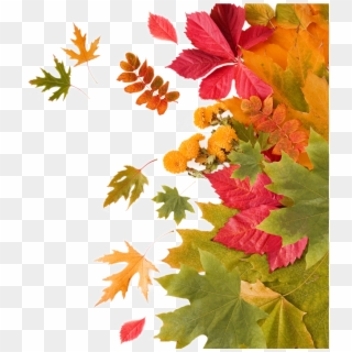 #mq #orange #leaf #leafs #autumn - Maple Leaf, HD Png Download