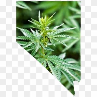 Colorado Has Pulled In $506 Million Since Retail Marijuana - Marijuana Plants That Look Like Weed, HD Png Download