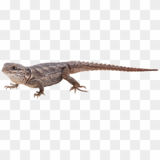 Lizard Png - Ящерица Png, Transparent Png