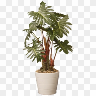 Tree On Pot, HD Png Download