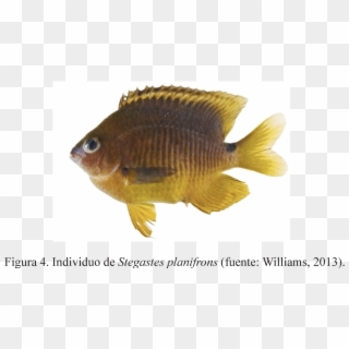 Se Utilizaron Estas Tres Especies Por Su Conducta Territorial - Goldfish, HD Png Download