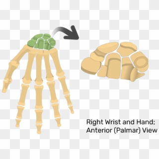 Hand And Wrist Bones Unlabeled, HD Png Download