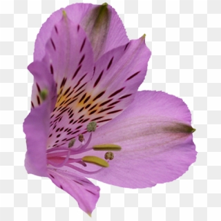 Peruvian Lily, HD Png Download