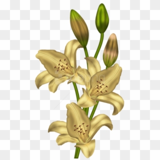Free Png Download Yellow Lilium Png Images Background - Lilium Clipart Png, Transparent Png