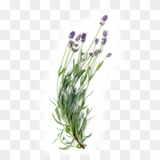 Lavender Essential - Grass, HD Png Download