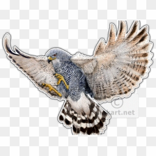 Peregrine Falcon Clipart Red Tailed Hawk - Drawing, HD Png Download