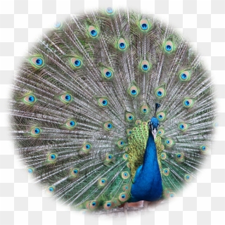 Peacock Images Hd Png - Peafowl, Transparent Png