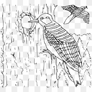 This Free Icons Png Design Of Coloring Book Woodpecker - Clip Art Black And White Woodpecker, Transparent Png