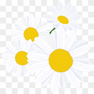 Cruelty Free - Oxeye Daisy, HD Png Download