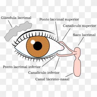 File - Sloriginal2 - Anatomia Lacrimal, HD Png Download