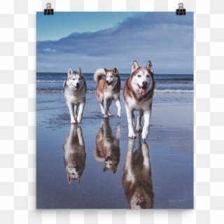 Life's A Beach Poster - Sakhalin Husky, HD Png Download