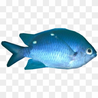 Transparent Fish New Zealand - Pomacentridae, HD Png Download