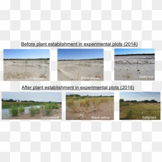 Beforeandafterplantplots - Freshwater Marsh, HD Png Download
