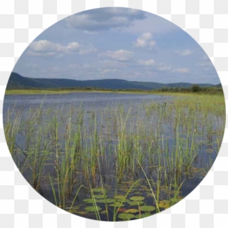 Looking Into Conroy Marsh From The Little Mississippi - Freshwater Marsh, HD Png Download