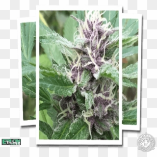 Emerald Triangle Royal Purple Kush Cbd - Frost, HD Png Download