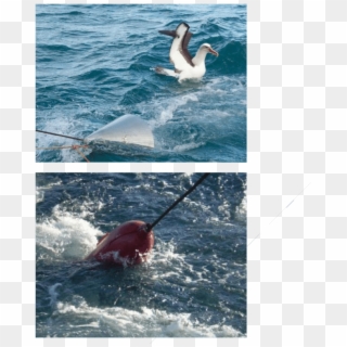 Cone Deployed On In Shore Trawl Warp Cable To Prevent - Tern, HD Png Download