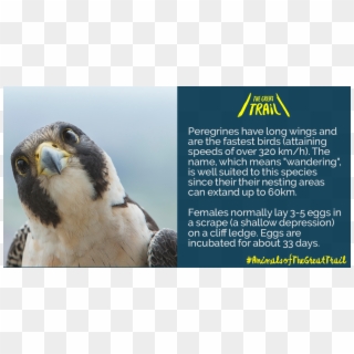 The Great Trail - Peregrine Falcon, HD Png Download