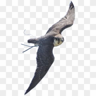 Falconry Display Team - Peregrine Falcon, HD Png Download